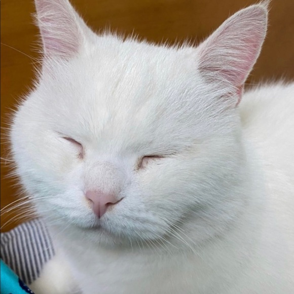 Meet your Posher, Amanda - Picture 1 of 1